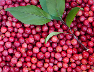 Fall Crabapples