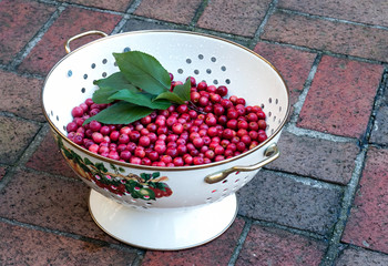 Freshly Picked Crabapples