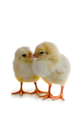 Chickens
