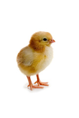 Obraz premium Chicken