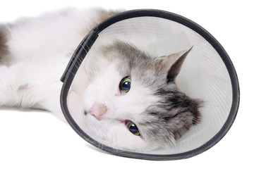 Cat wearing a protective "Elizabethan" collar