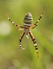 Wespenspinne - [Argiope bruennichi]