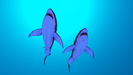 サメ
