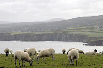 Fototapeta premium Sheep grazing on Dinas Head on Pembrokeshire coast