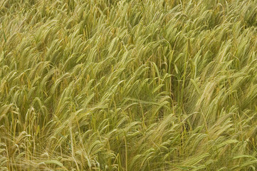 Close view of wheat field