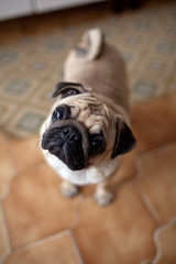 carlino