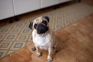 carlino © riccardo bruni