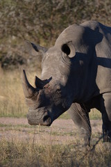 White Rhinoceros - Ceratotherium simum