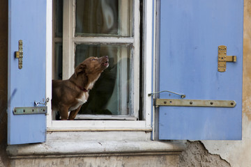 Small dog barking on a window