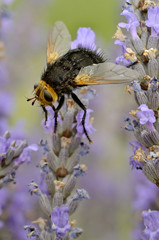 Tachyna fly on lavender flower