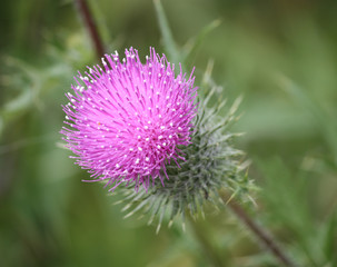 The Purple Flower Head of a Thistle Plant.