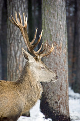 Male deer with antlers in the woods