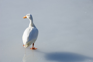 White duck on frozen lake