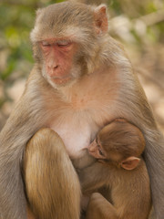 Mother macaque feeding her baby in Jaipur, India