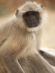 The gray langur in Jaigarh Fort - Jaipur, India