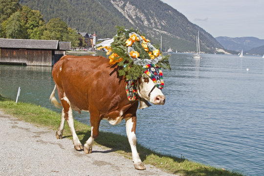  Foto zu Almabtrieb Bilder – Durchsuchen 1,635 Archivfotos, Vektorgrafiken und 