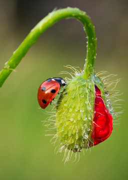 Ladybird on Poppy bud