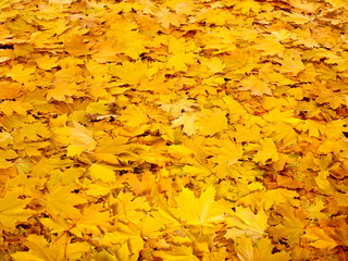 Background group autumn orange leaves.