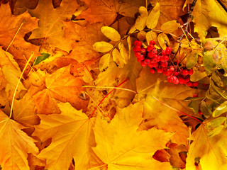 Background group autumn orange leaves.