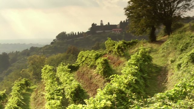 vineyard in montevecchia, italy