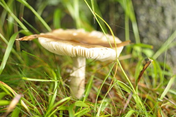toadstool © maiecka