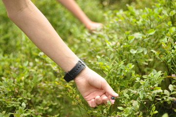Picking berries © maiecka