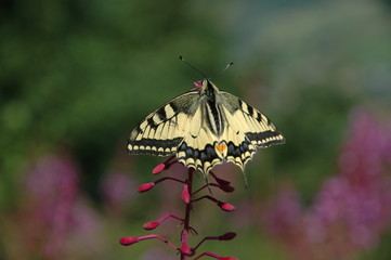 Paź Królowej motyl © maiecka