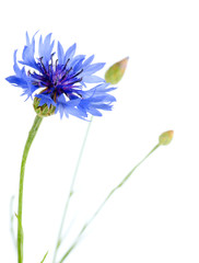 Beautiful blue cornflower