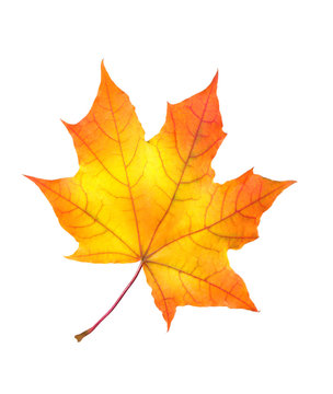 beautiful colorful autumn maple leaf isolated on white backgroun