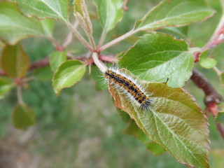chenille sur feuille de poirier