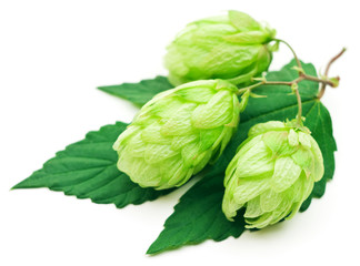 hop isolated on white