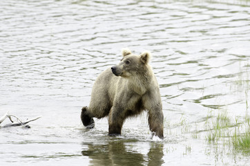 Obraz premium Alaskan brown bear standing in water
