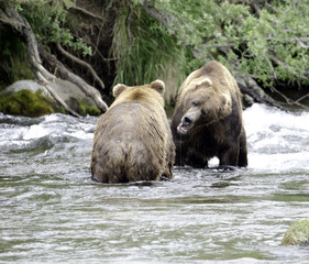 Two large Alaskan brown bears fighting in the water