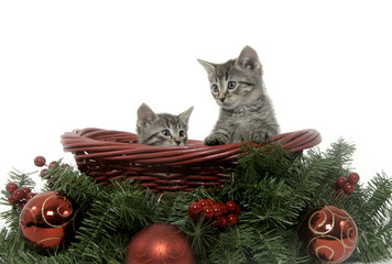 Two tabby kittens in holiday basket