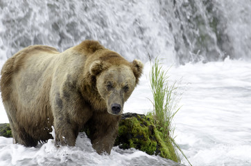Naklejka na ściany i meble Large adult brown bear in a steam