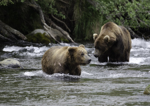 Two large Alaskan brown bears fighting in the water