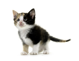 Cute kitten on white
