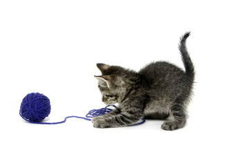 Tabby kitten and blue ball of yarn © Tony Campbell
