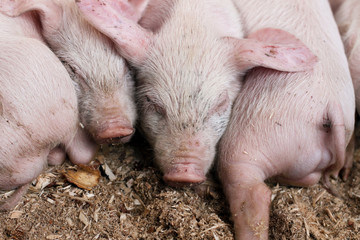 Sleeping piglets in a pen