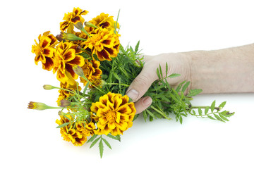 French Marigolds in hand