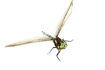 Dragonfly close up