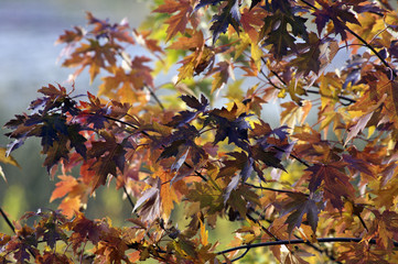 Fall in the Adirondack Mountains