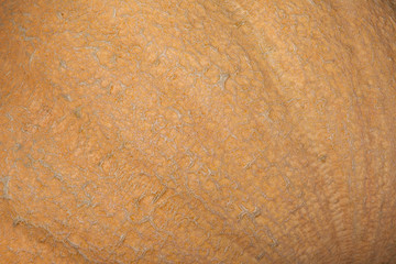 closeup of a pumpkin peel