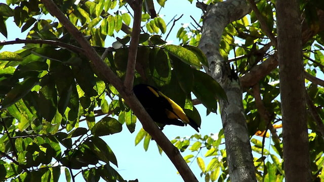 screaming yellow bird