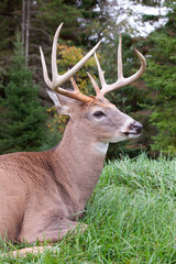 Male Deer
