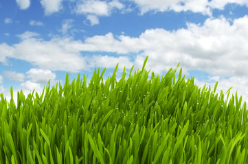 Green grass against blue sky