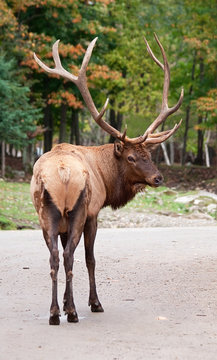 Male Elk Looking Back at the Camera