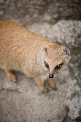 cute yellow mongoose