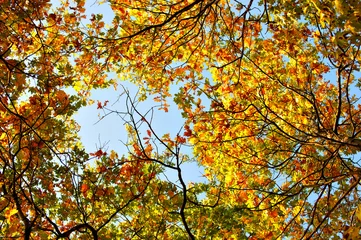 Selbstklebende Fototapeten top of autumn trees © Nickolay Khoroshkov