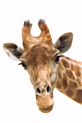 Obraz premium Żyrafa zbliżenie